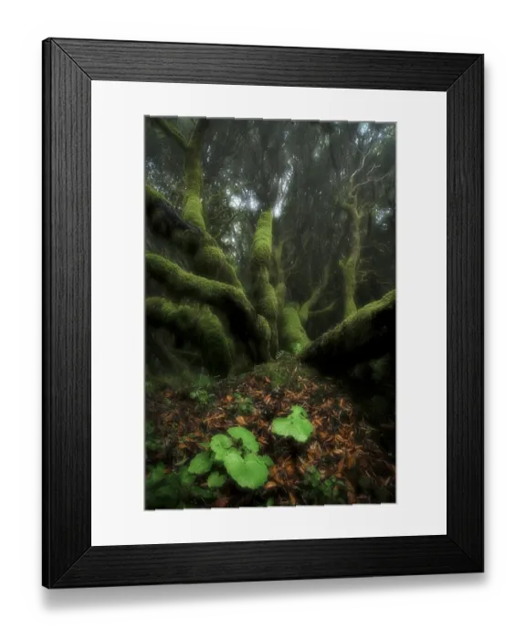 Framed Print : Moss-covered trees in laurel forest