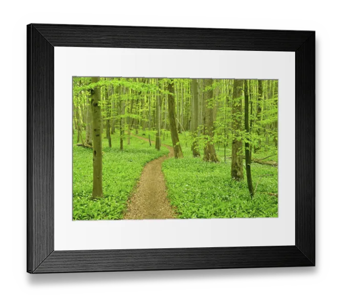 Framed Print : Hiking trail through semi-natural beech forest in spring