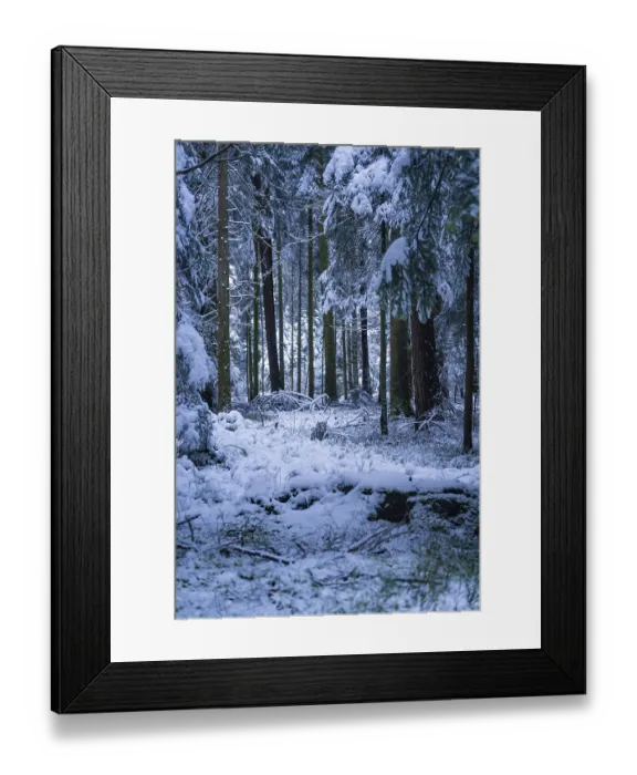 Framed Print : Snow-covered forest floor and trees in a quiet winter forest