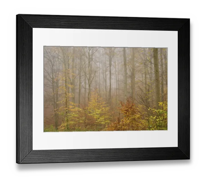 Framed Print : Deciduous forest, Colourful, Fog