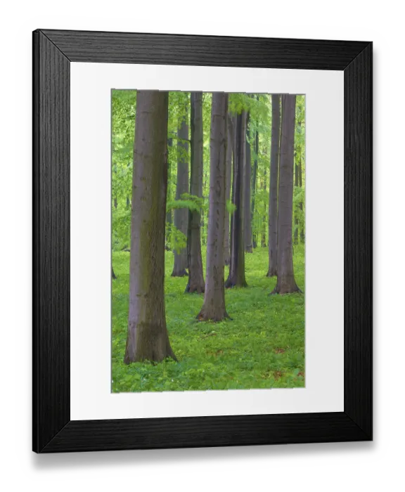 Framed Print : Dense arrangement of beech trees with green leaves