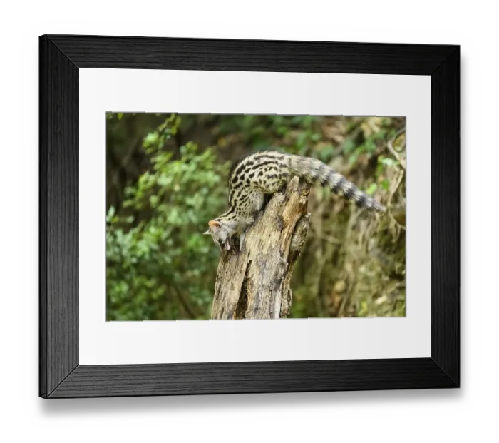 Framed Print : Common genet (Genetta genetta)