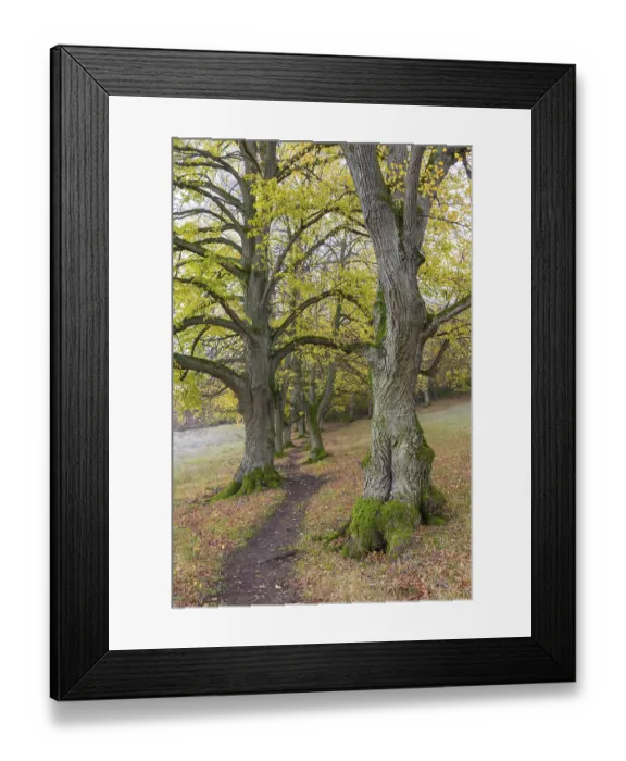 Framed Print : Large-leaved lindens (Tilia platyphyllos)