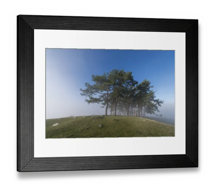 Framed Print : Pine grove on hill near Owen, Swabian Alb
