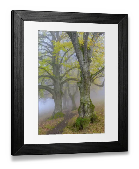 Framed Print : Large-leaved lindens (Tilia platyphyllos)