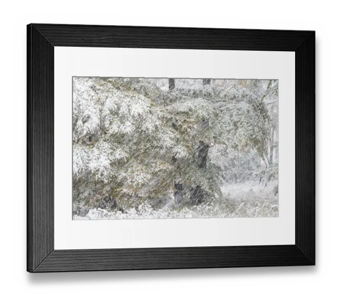 Framed Print : Early onset of winter, deciduous trees with autumn colours in snow