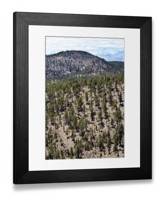 Framed Print : Canary (Pinus canariensis) pine forest on the way to the Sombrero de Chasna