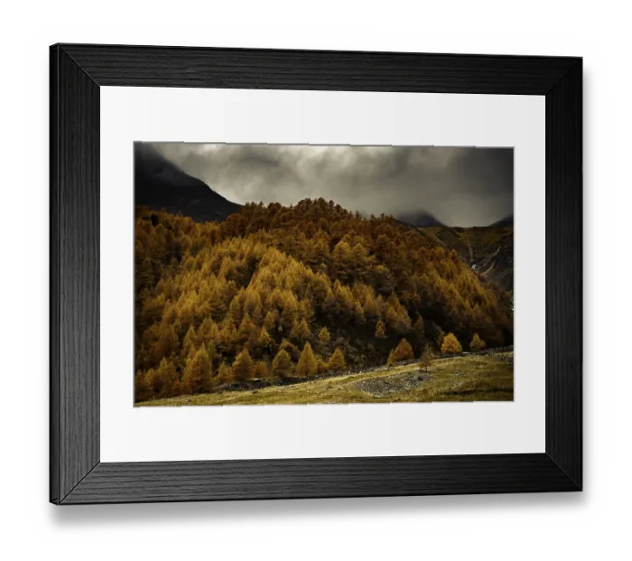 Framed Print : Autumn larch (Larix) forest in mountain landscape Framed Print : Autumn larch (Larix) forest in mountain landscape