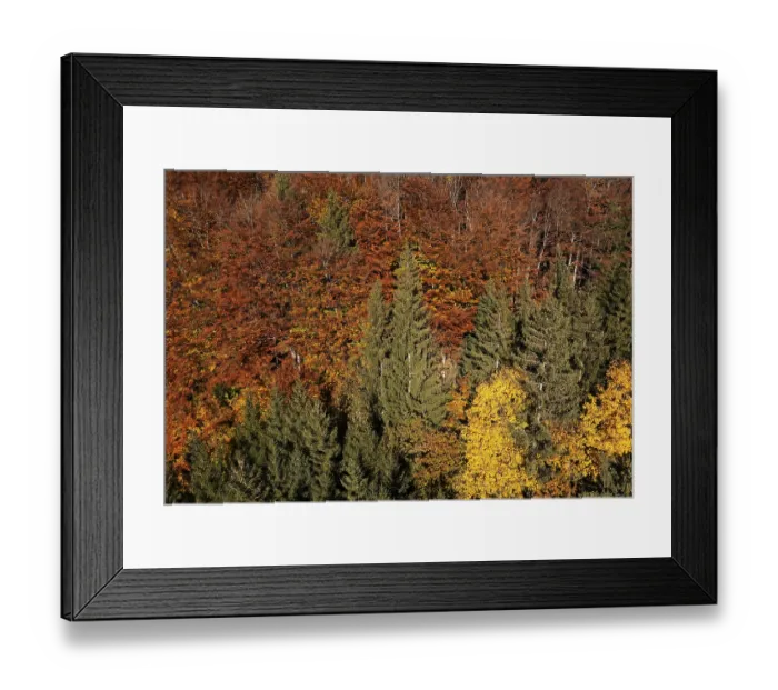 Framed Print : Drone image, autumnal mixed forest on the Schafberg near Sankt Wolfgang am Wolfgangsee