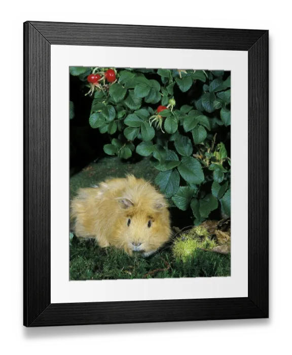 Framed Print : Guinea Pig (cavia porcellus) Framed Print : Guinea Pig (cavia porcellus)