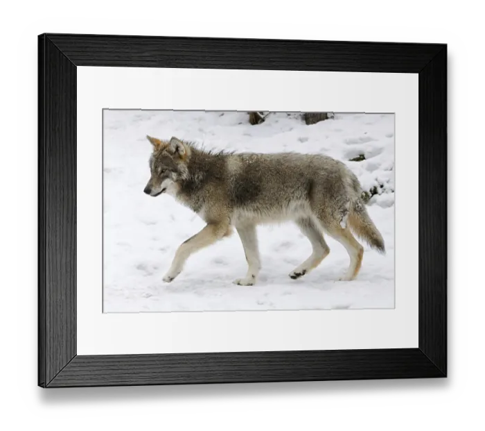 Framed Print : Grey-brown... European gray wolf (Canis l) Framed Print : Grey-brown... European gray wolf (Canis l)