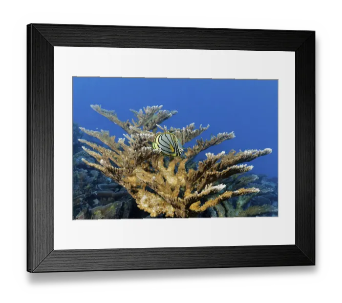 Framed Print : Meyers butterflyfish (Chaetodon meyeri) hiding in Acropora stony coral (Acropora)