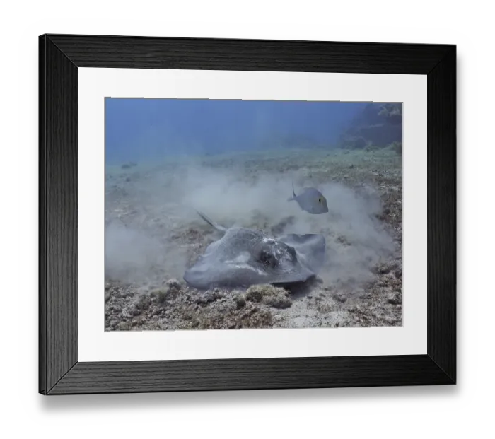 Framed Print : A ray, American stingray (Hypanus americanus) Framed Print : A ray, American stingray (Hypanus americanus)