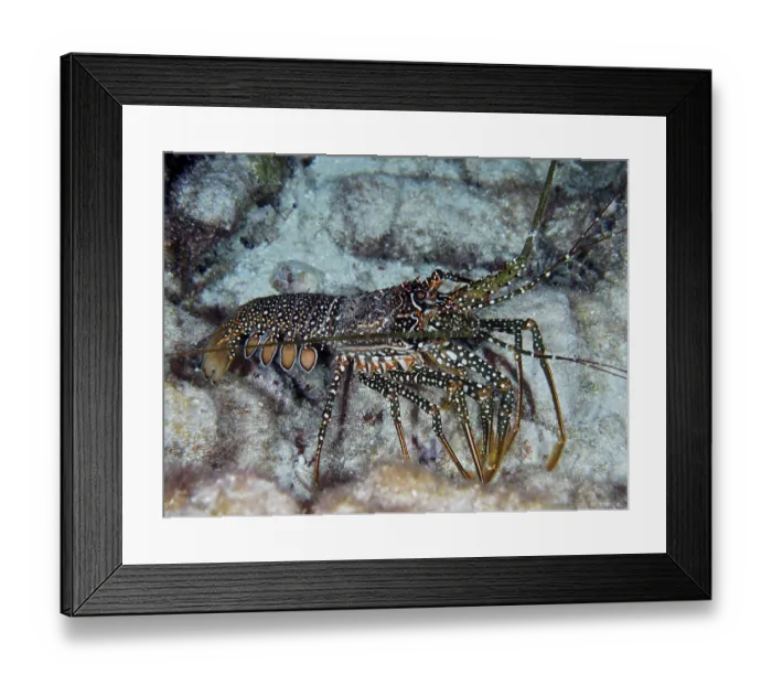 Framed Print : Guinea chick crayfish (Panulirus guttatus) moves over the sandy seabed