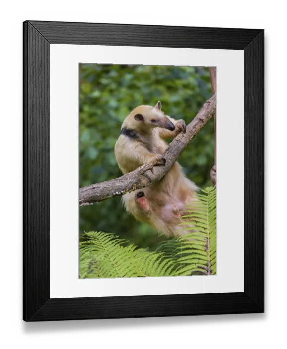 Framed Print : One southern tamandua (Tamandua tetradactyla)