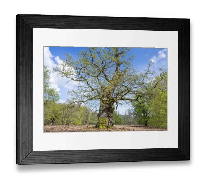 Framed Print : Old English oak (Quercus robur) Framed Print : Old English oak (Quercus robur)