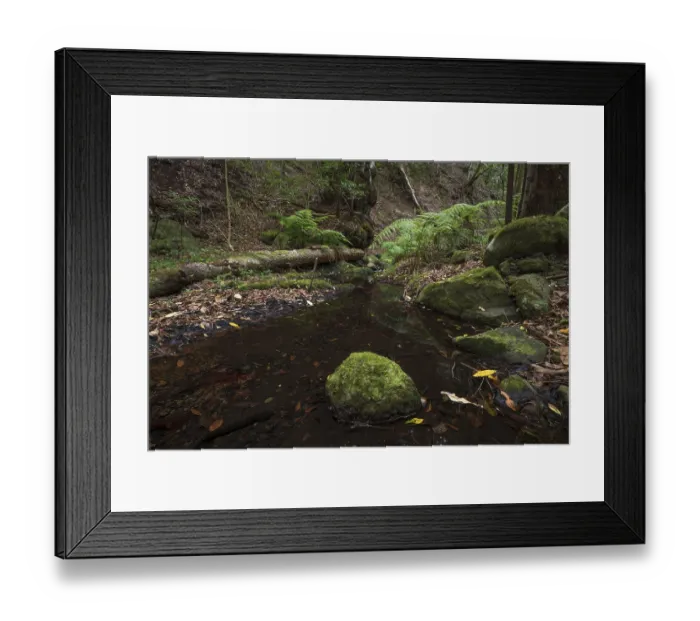 Framed Print : Cloud forest, laurel forest, Garajonay National Park Framed Print : Cloud forest, laurel forest, Garajonay National Park