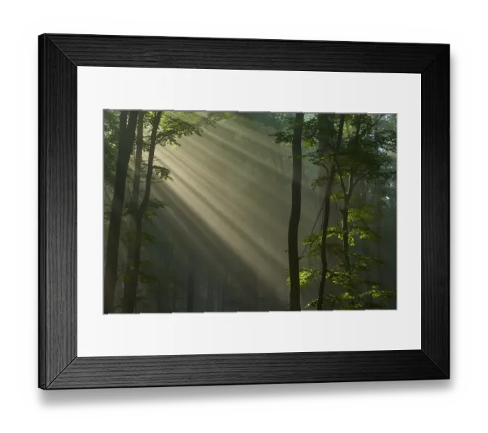 Framed Print : Forest with sunbeams shining through the trees and creating a peaceful atmosphere Framed Print : Forest with sunbeams shining through the trees and creating a peaceful atmosphere