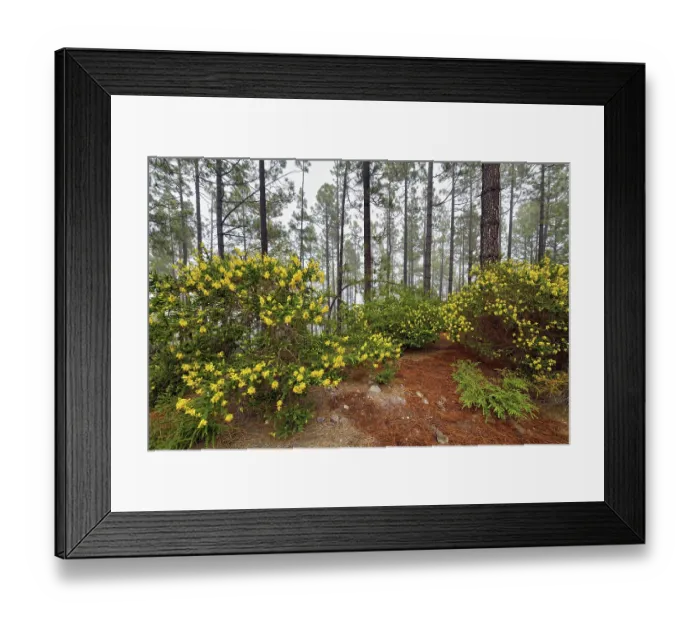 Framed Print : Flowering Adenocarpus viscosus (Adenocarpus viscosus) Framed Print : Flowering Adenocarpus viscosus (Adenocarpus viscosus)