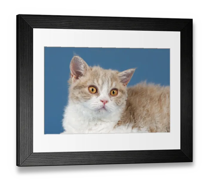 Framed Print : Pedigree cat Selkirk Rex, kitten