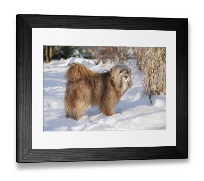 Framed Print : Male tibetan terrier in the snow