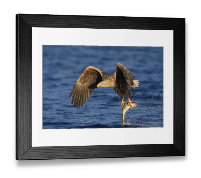 Framed Print : White-tailed eagle (Haliaeetus albicilla) with prey