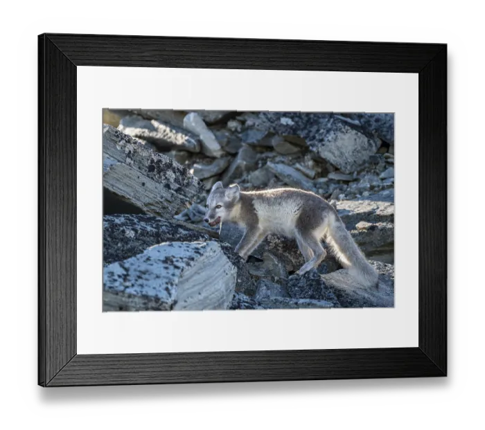 Framed Print : Arctic fox (Vulpes lagopus) with meat in its mouth