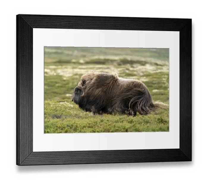 Framed Print : Musk ox (Ovibos moschatus) in the tundra Framed Print : Musk ox (Ovibos moschatus) in the tundra