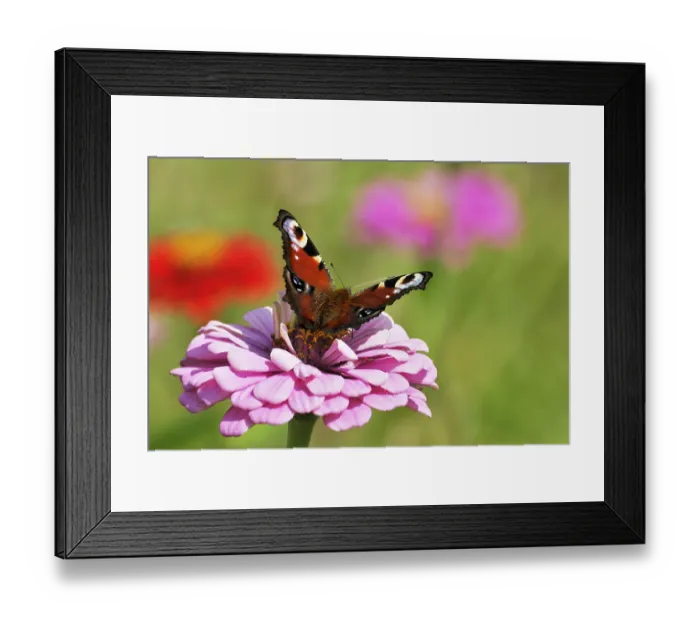 Framed Print : European Peacock (Inachis io), on a Dahlia (Dahlia)