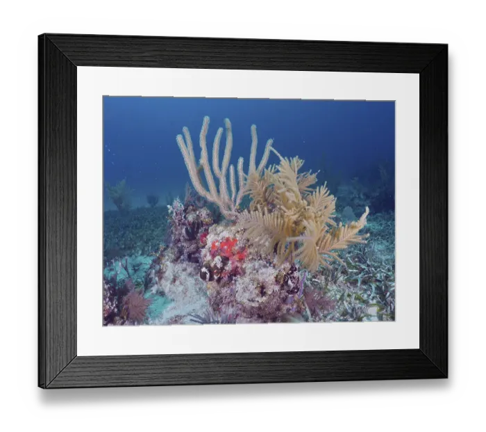 Framed Print : Different species of corals
