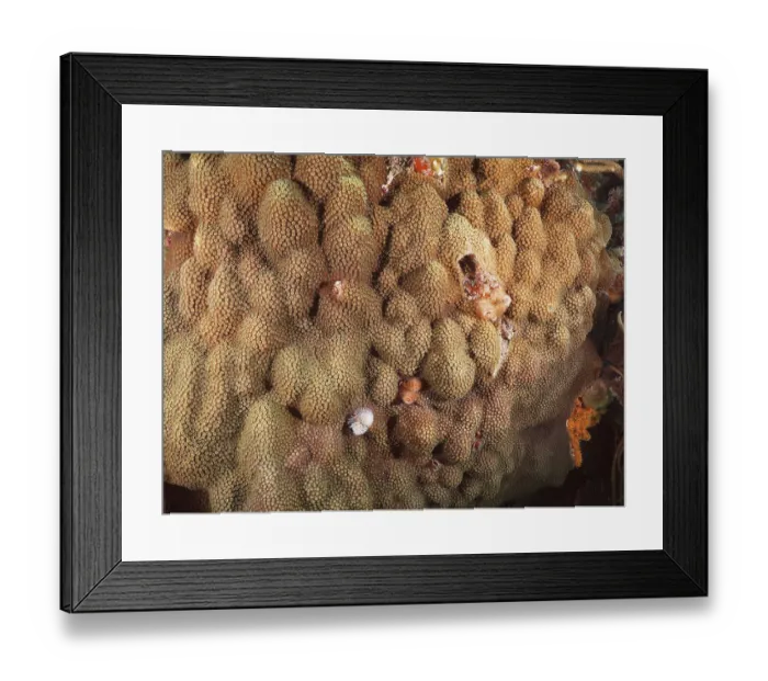 Framed Print : Structured coral formation of Mountain Star Coral (Orbicella faveolata) shows marine biodiversity at close range