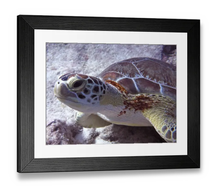 Framed Print : Close-up of a Hawksbill sea turtle (Eretmochelys imbricata imbricata) with conspicuous pattern