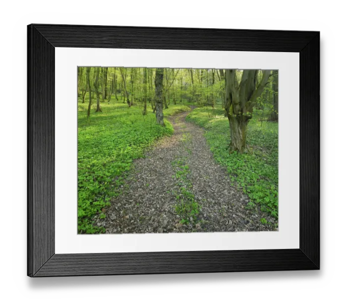 Framed Print : Hiking trail through sunny deciduous forest in spring Framed Print : Hiking trail through sunny deciduous forest in spring