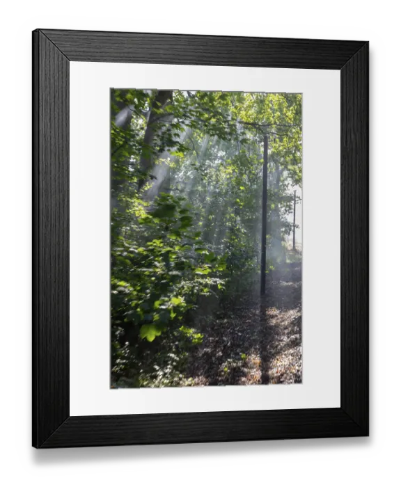 Framed Print : Rays of light penetrate the trees in a quiet forest Framed Print : Rays of light penetrate the trees in a quiet forest