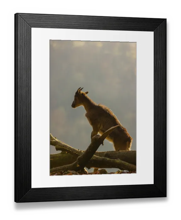 Framed Print : A female Himalayan tahr (Hemitragus jemlahicus) stands backlit on a fallen tree at a forest edge Framed Print : A female Himalayan tahr (Hemitragus jemlahicus) stands backlit on a fallen tree at a forest edge