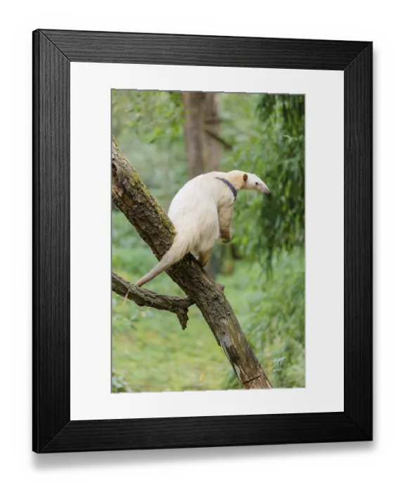 Framed Print : A Southern Tamandua (Tamandua tetradactyla) sits on a leaning tree in a forest and observes its territory