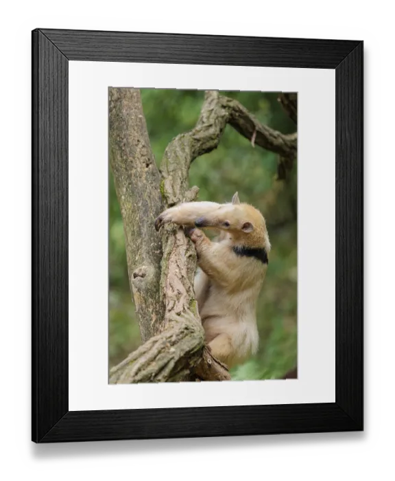 Framed Print : A southern tamandua (Tamandua tetradactyla)