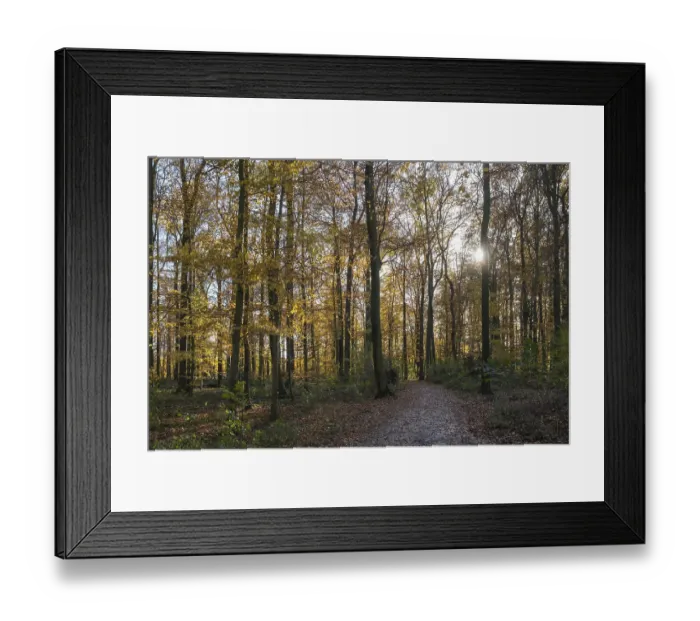 Framed Print : An autumnal forest view with sunbeams falling through the trees and illuminating the scenery