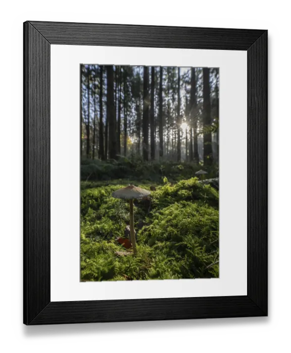 Framed Print : Helminth (Mycena) in spruce forest Framed Print : Helminth (Mycena) in spruce forest