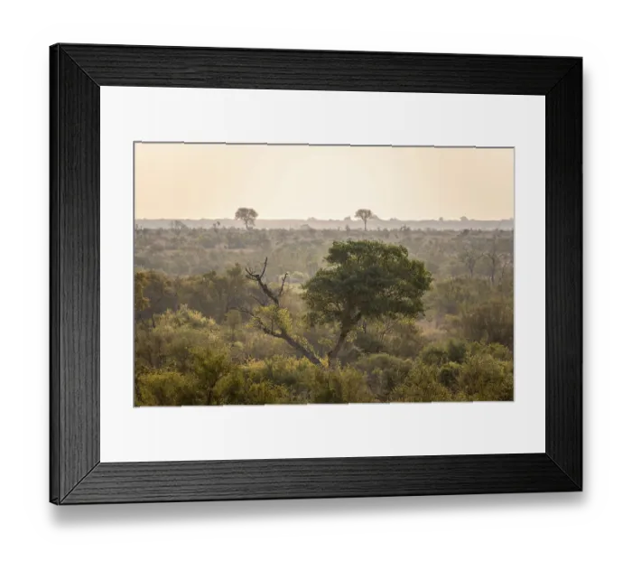 Framed Print : Forest, landscape with green trees at sunset