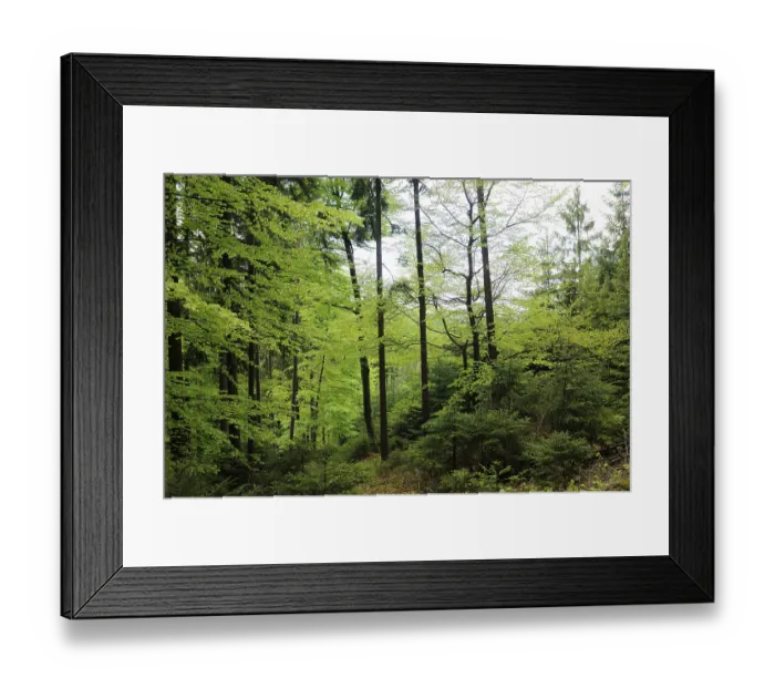 Framed Print : A lush green forest with bright leaves and dense undergrowth