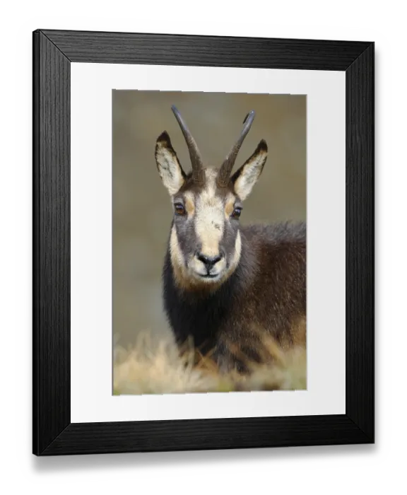 Framed Print : Chamois (Rupicapra rupicapra) portrait Framed Print : Chamois (Rupicapra rupicapra) portrait