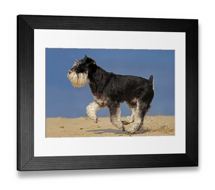 Framed Print : Miniature Schnauzer, black-silver at beach Framed Print : Miniature Schnauzer, black-silver at beach