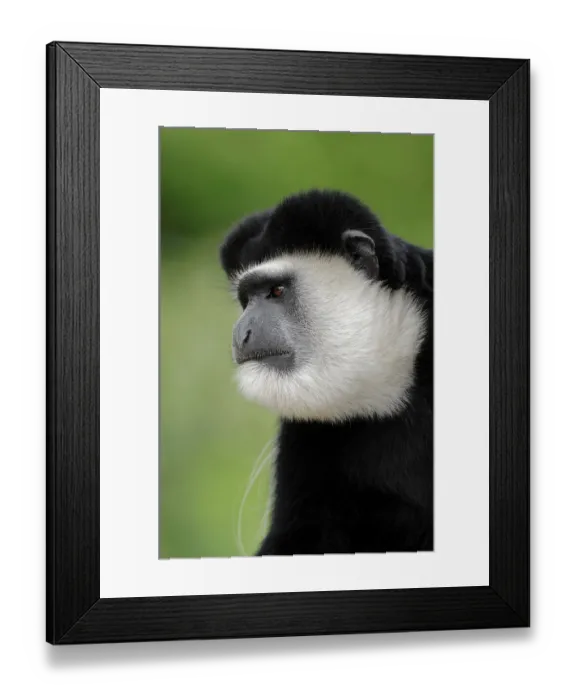 Framed Print : Guereza, Mantled guereza or Black and White Colobus Monkey (Colobus guereza)