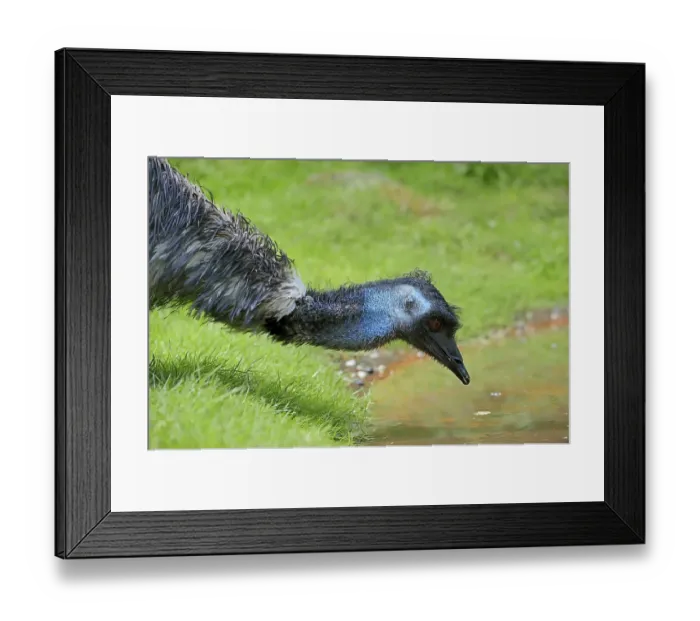 Framed Print : Emu (Dromaius novaehollandiae) Framed Print : Emu (Dromaius novaehollandiae)