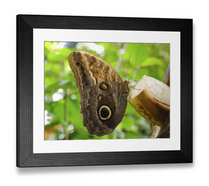 Framed Print : Satyrine (Satyrinae) in the Butterfly House