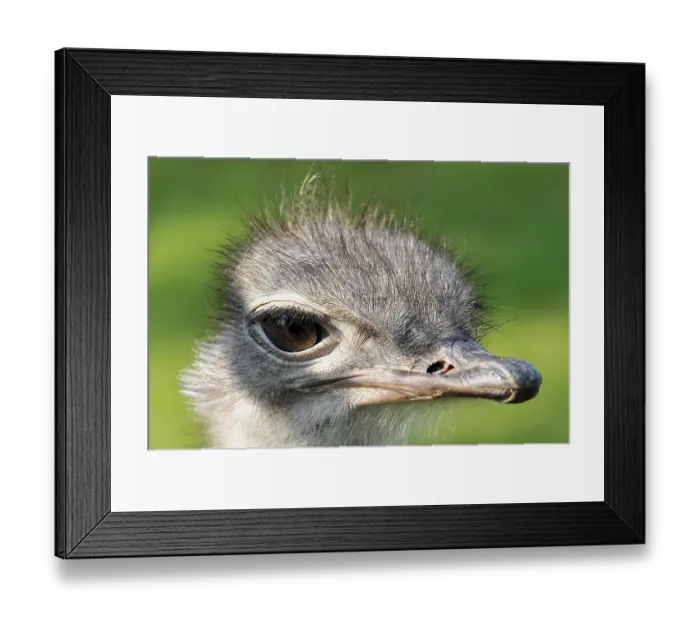 Framed Print : Common ostrich (Struthio camelus) Framed Print : Common ostrich (Struthio camelus)