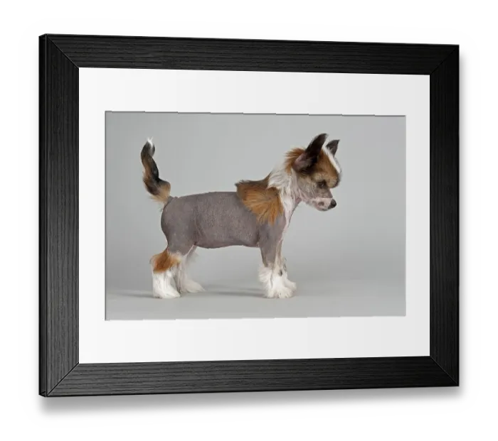 Framed Print : Chinese Crested puppy, 7 weeks, Hairless