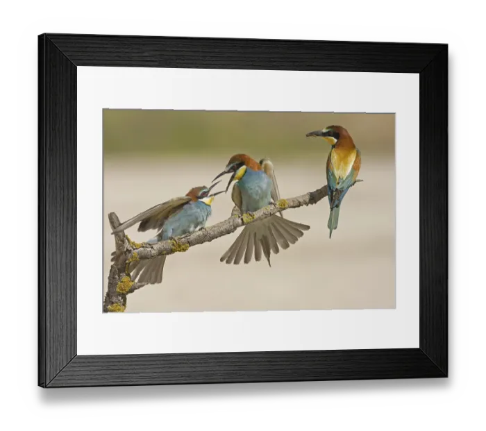 Framed Print : European Bee-eater (Merops apiaster) Framed Print : European Bee-eater (Merops apiaster)