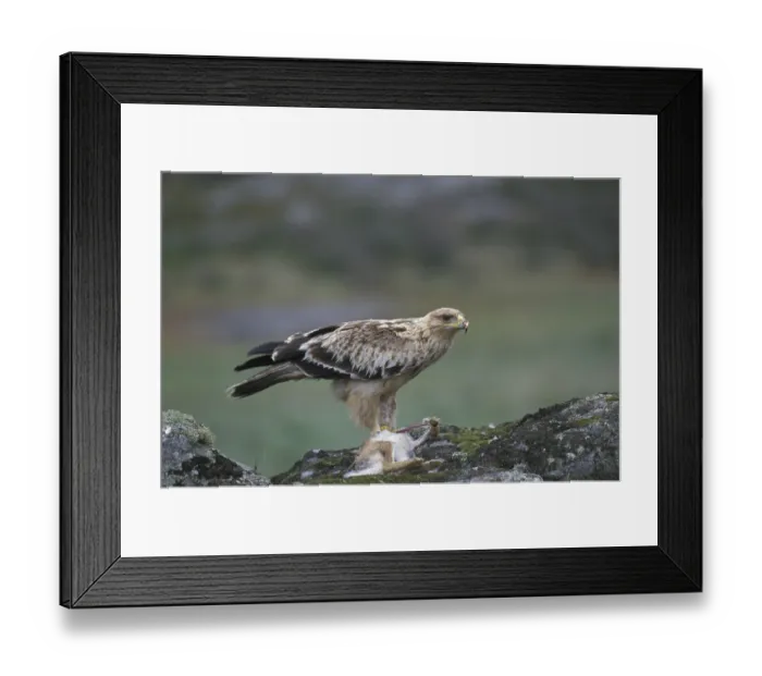 Framed Print : Spanish Imperial Eagle (Aquila adalberti)